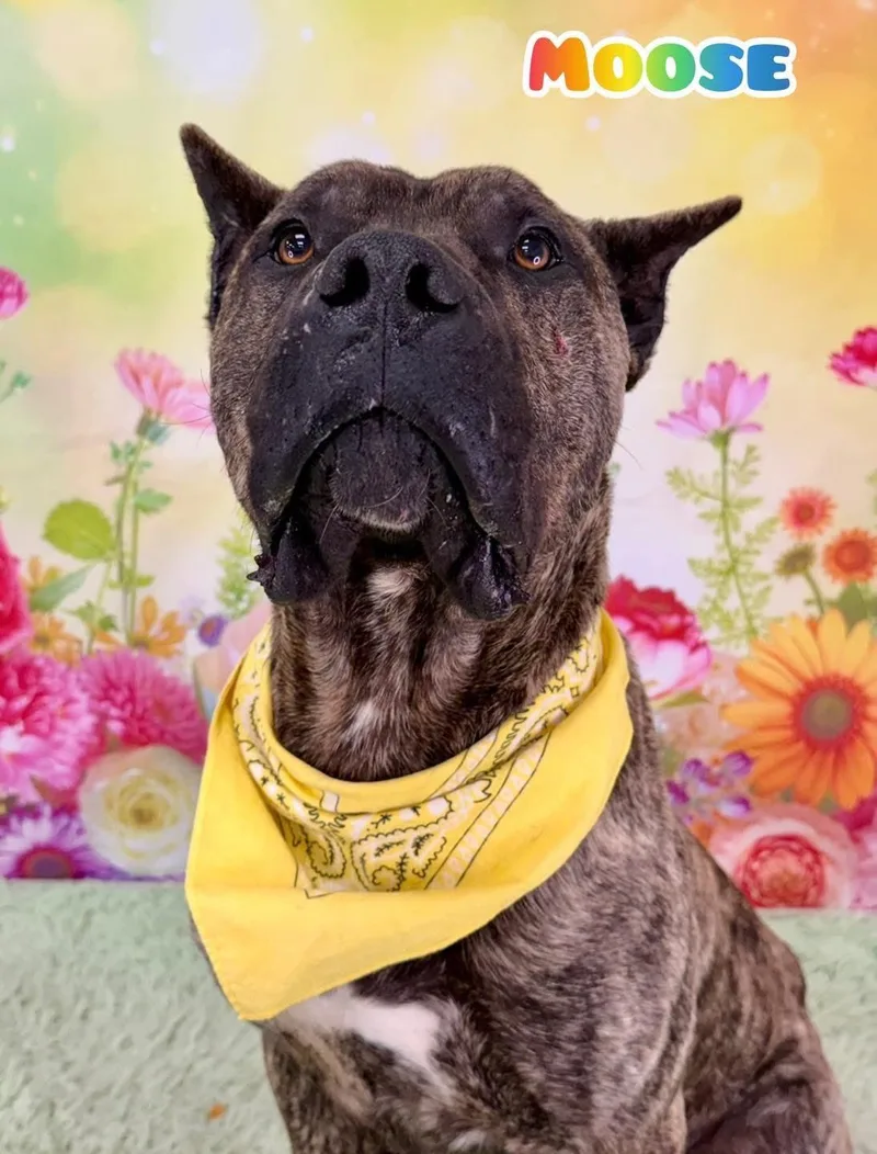 An adult large-sized male Brindle Mastiff dog named Moose for adoption in Flint, MI