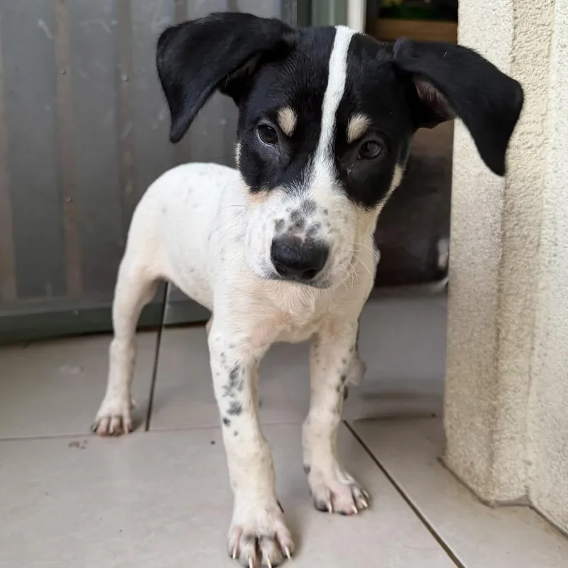 A baby small-sized male White / Cream Australian Cattle Dog / Blue Heeler dog named Under The Sea Litter: for adoption in Keaau, HI