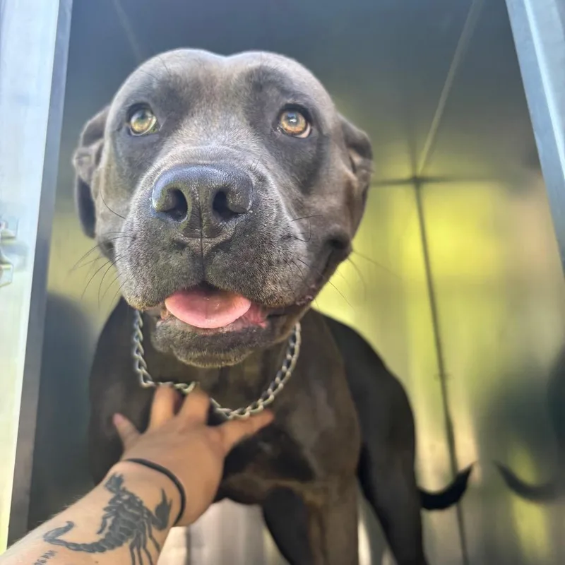 An adult large-sized female Gray / Blue / Silver Pit Bull Terrier dog named Cleo for adoption in St Joseph, MO