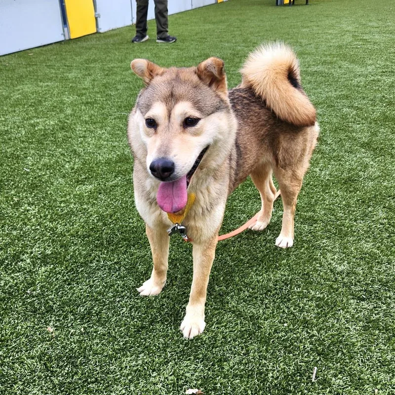 An adult medium-sized female Yellow / Tan / Blond / Fawn Norwegian Elkhound dog named Pumpkin Aka Punkie for adoption in Falls Church, VA