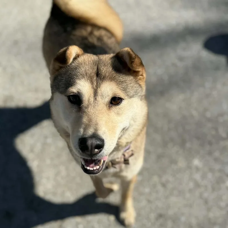 Pumpkin Aka Punkie thumbnail 2