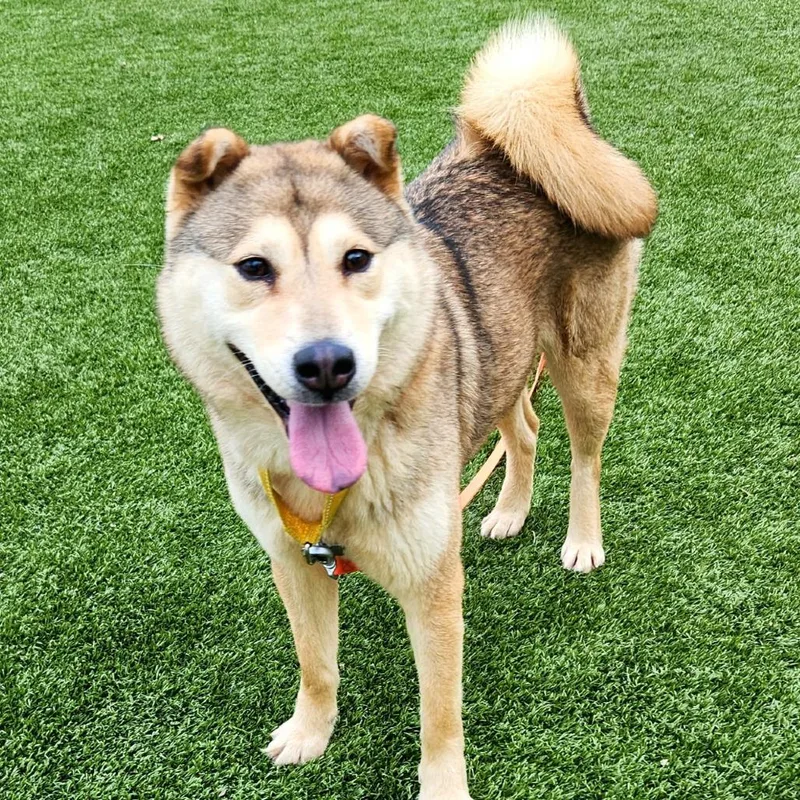 Pumpkin Aka Punkie thumbnail 3