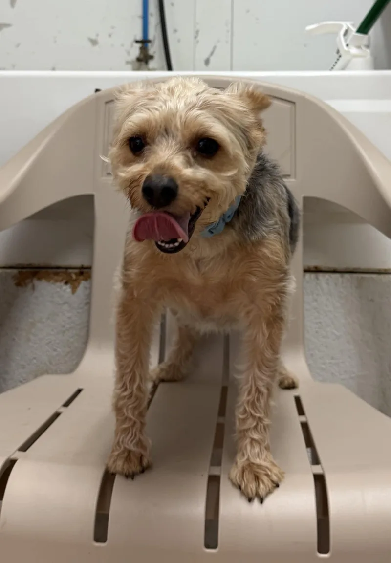 An adult small-sized male Black Yorkshire Terrier dog named Rhett for adoption in Talbott, TN