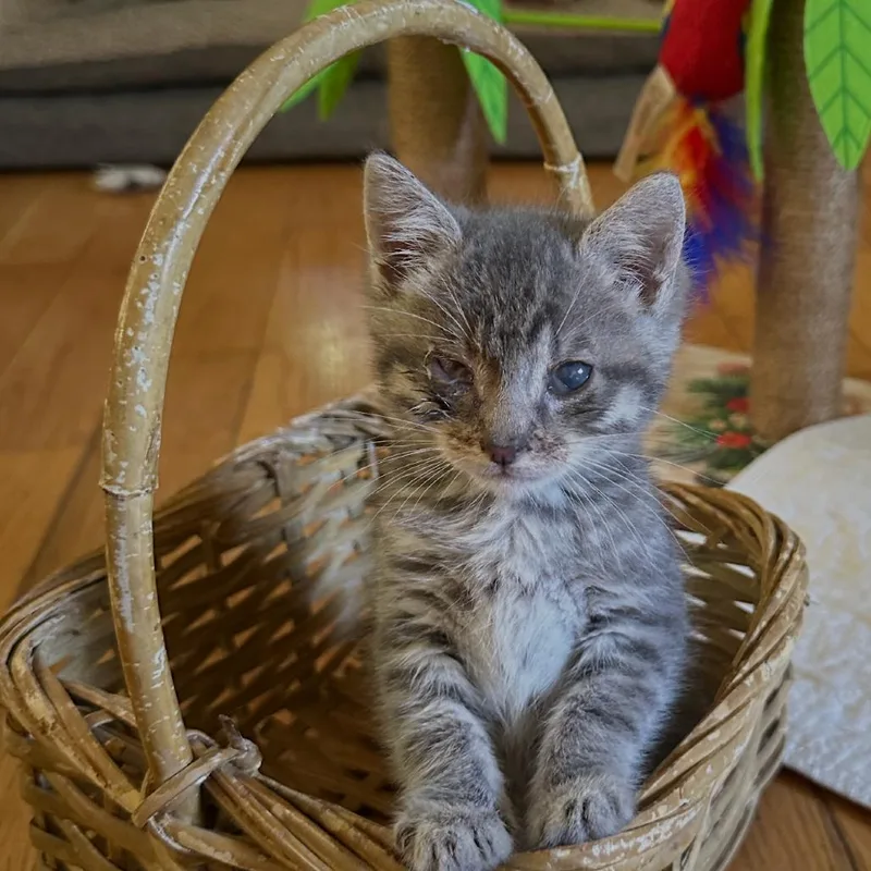 A baby small-sized male Gray / Blue / Silver Domestic Medium Hair cat named Stanley for adoption in Wappingers Falls, NY