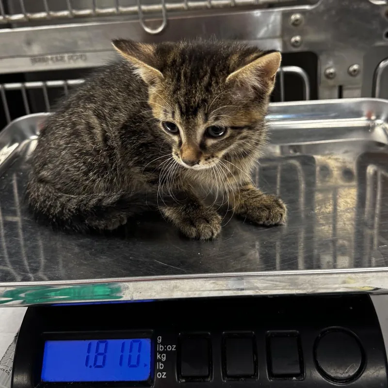 A baby small-sized male Brown / Chocolate Domestic Short Hair cat named Nod for adoption in St Joseph, MO