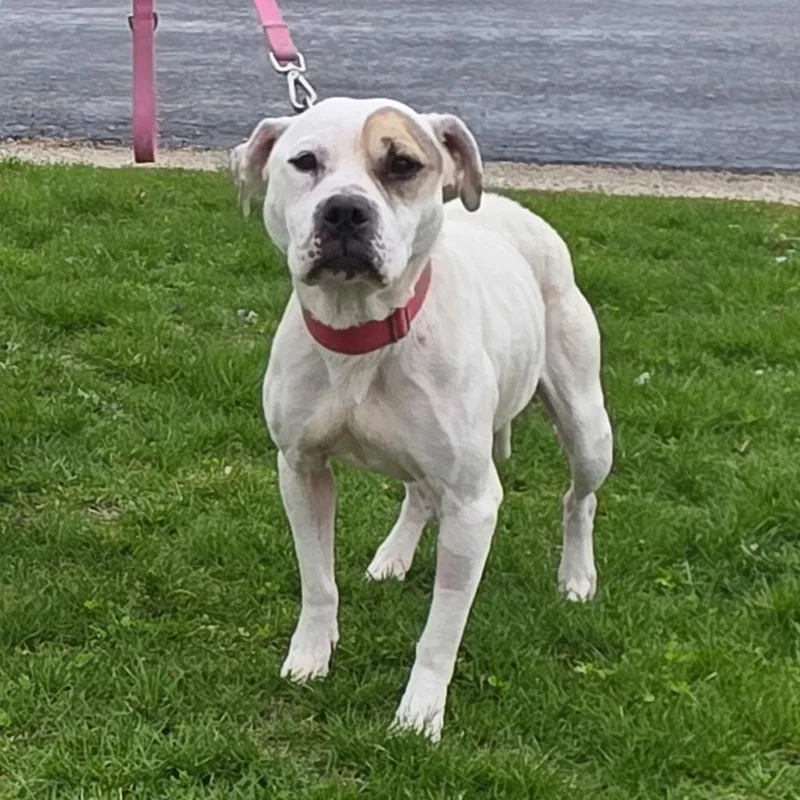 An adult medium-sized female Brown / Chocolate American Staffordshire Terrier dog named Stormie for adoption in Mazon, IL