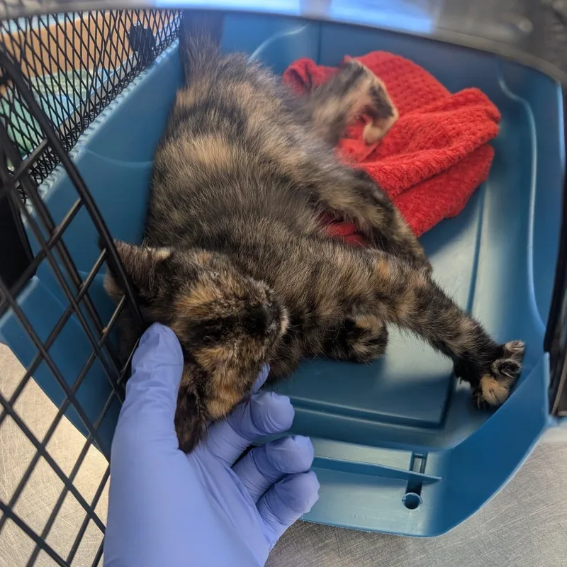 A baby small-sized female Domestic Short Hair cat named Biscuit for adoption in Watertown, NY