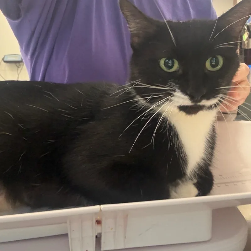 An adult medium-sized female Black Domestic Short Hair cat named Chatty Cathy for adoption in Columbiana, AL