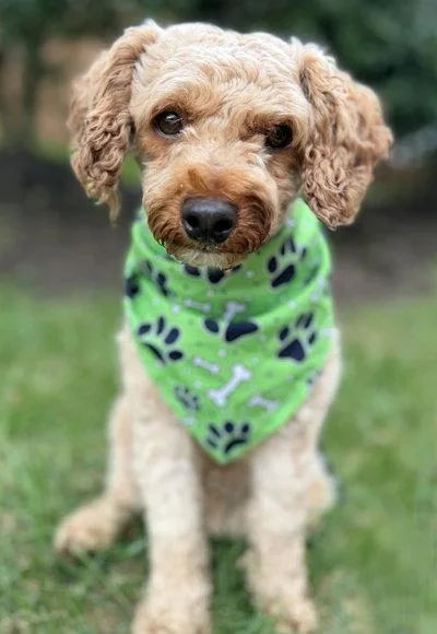 An adult small-sized male Poodle dog named Oliver for adoption in Arlington, VA