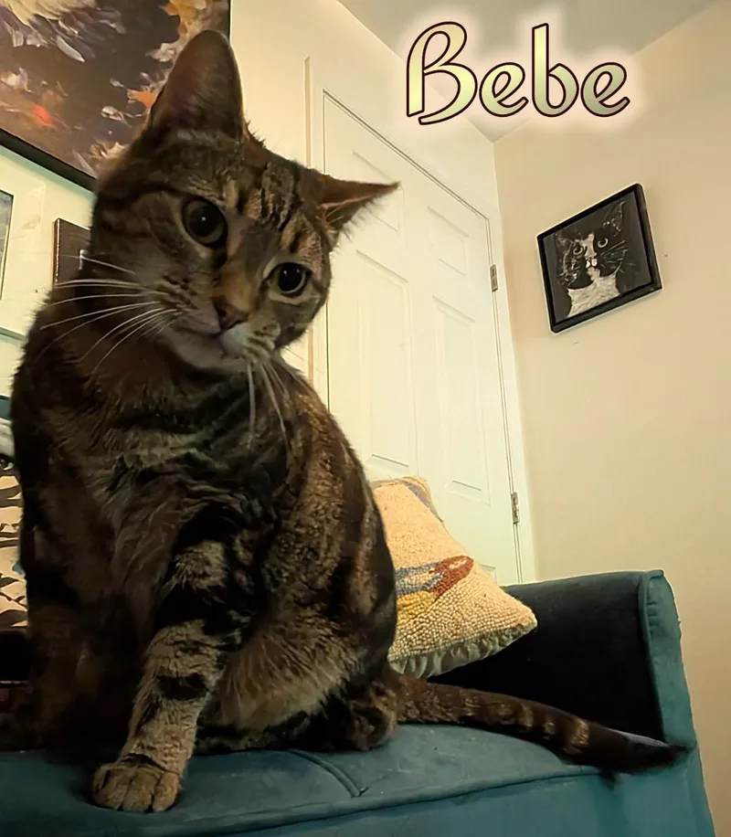 Bebe