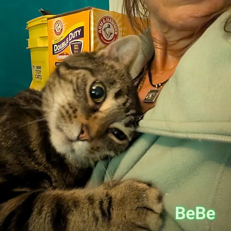 Bebe thumbnail 2
