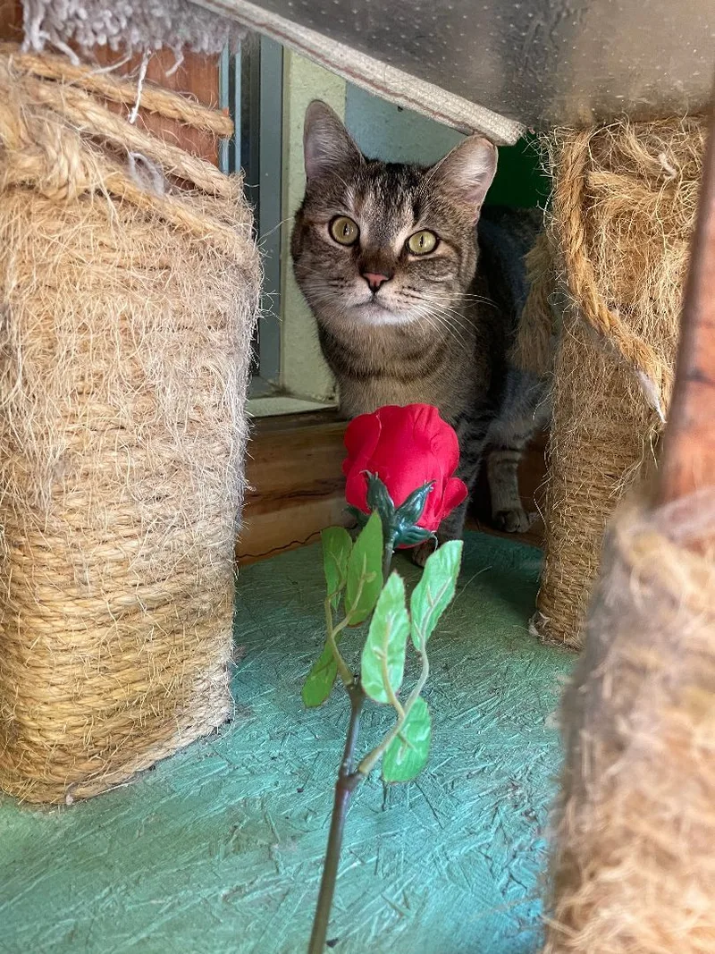 Cranberry thumbnail 2