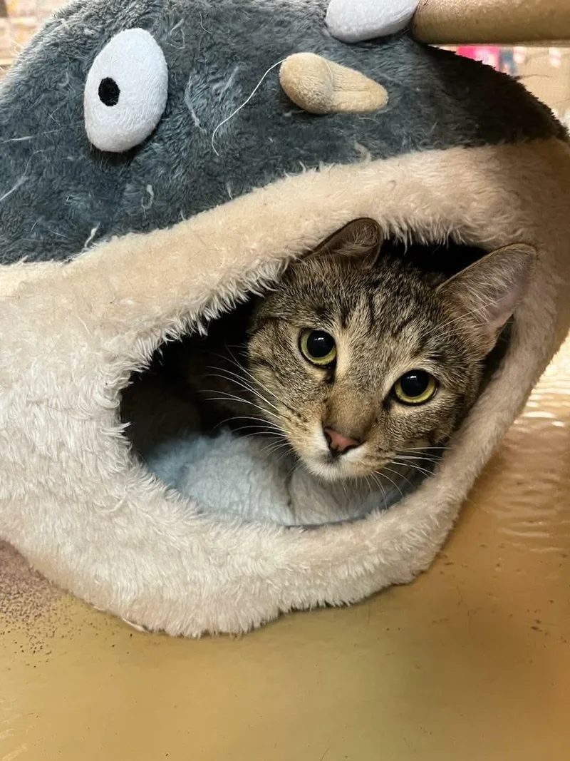A young medium-sized female Tabby (Brown / Chocolate) Domestic Short Hair cat named Gigi for adoption in Gladstone, OR