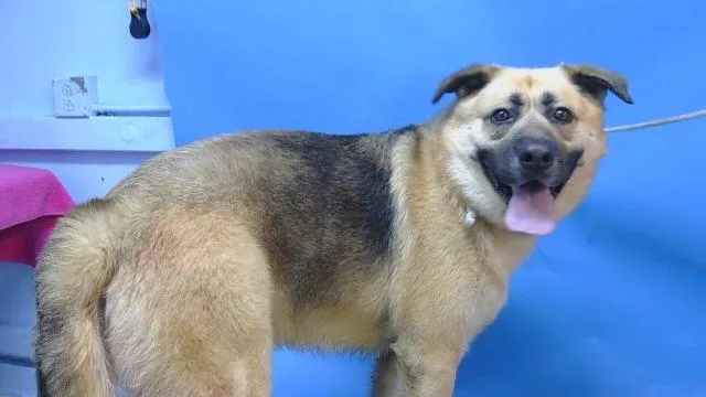 A young large-sized male German Shepherd Dog dog named Pumba for adoption in Gardena, CA
