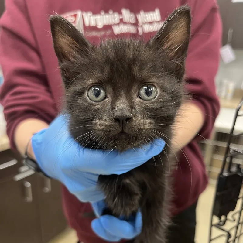 A baby small-sized male Black Domestic Short Hair cat named Nash for adoption in Marshall, VA