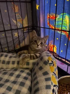 A baby medium-sized male Tabby (Brown / Chocolate) Domestic Short Hair cat named Raton for adoption in Mokena, IL