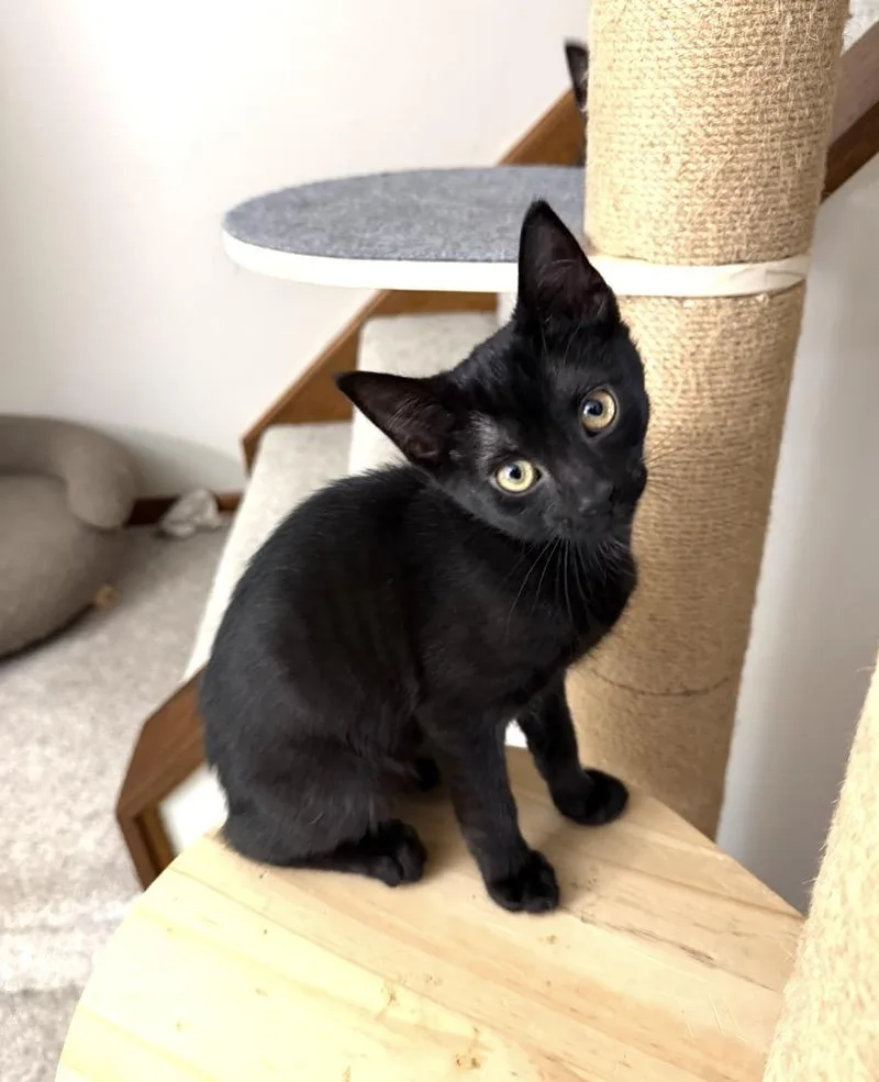 A baby small-sized female Black Domestic Short Hair cat named Dilution for adoption in Elyria, OH