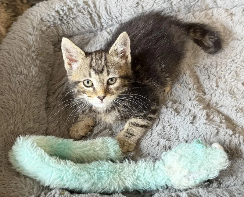 A baby small-sized male Domestic Short Hair cat named Max for adoption in Williamsville, NY