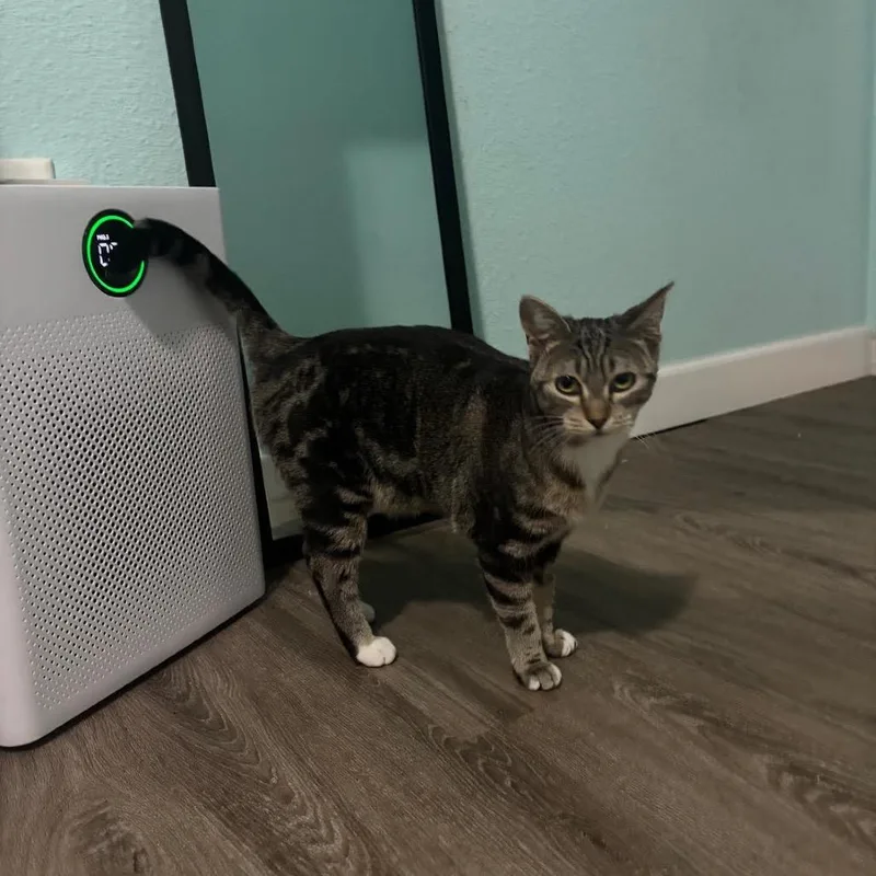 A young small-sized female Brown / Chocolate Domestic Short Hair cat named Cpo for adoption in Madison, WI