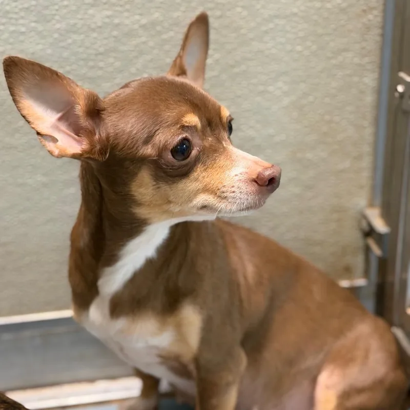 A senior small-sized female Brown / Chocolate Chihuahua dog named Yo Quiero for adoption in Brownsboro, AL