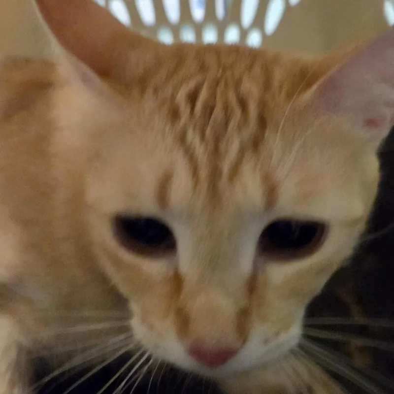 An adult medium-sized female Orange / Red Domestic Short Hair cat named Aurora for adoption in Leander, TX