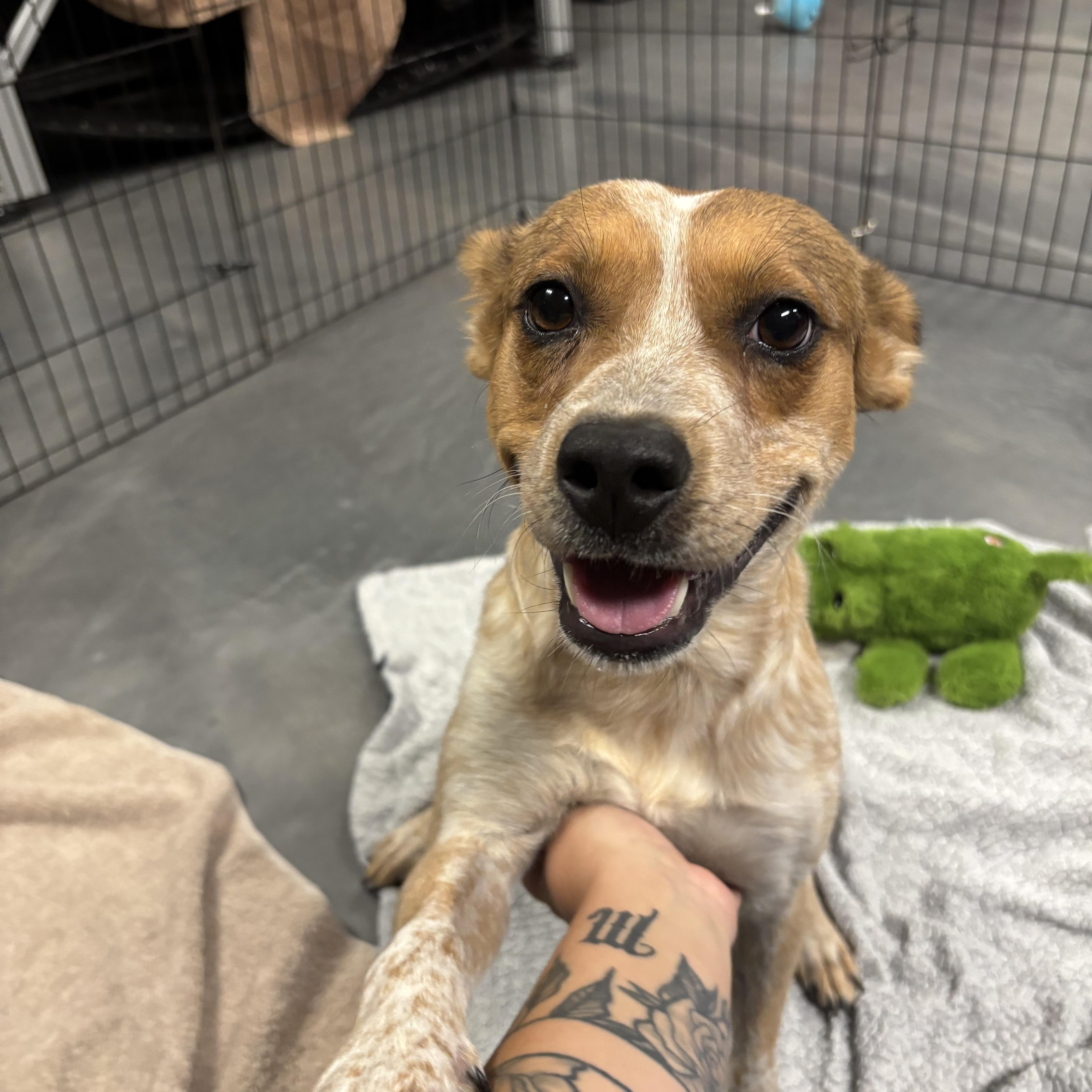 A young medium-sized female Australian Cattle Dog / Blue Heeler dog named Sunshine for adoption in Phoenix, AZ