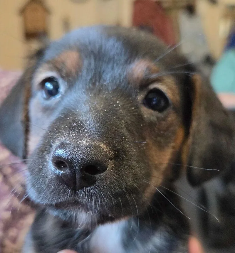 A baby small-sized female Mixed Breed dog named Reeses for adoption in Saint Augustine, FL