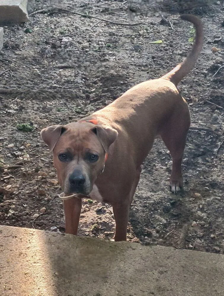 A young large-sized female Tricolor (Brown, Black, & White) Pit Bull Terrier dog named Buttercup for adoption in Indianapolis, IN