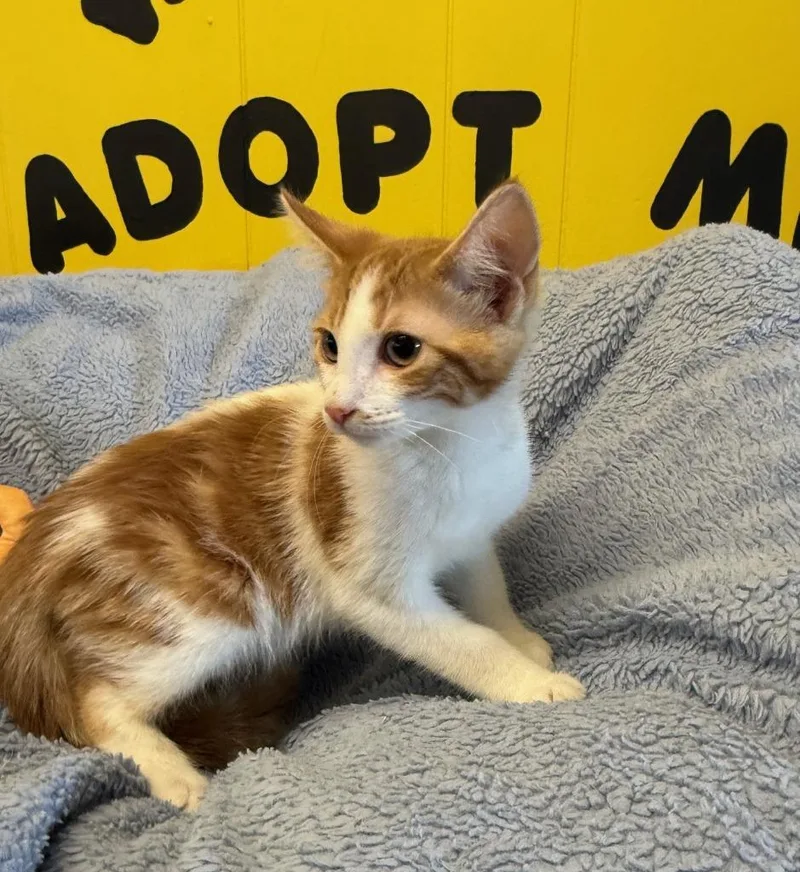 A baby small-sized male Domestic Short Hair cat named Kenji for adoption in Lemoore, CA