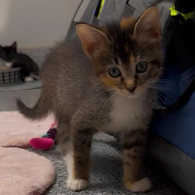 A baby small-sized female Black Domestic Short Hair cat named Harp for adoption in Wichita, KS