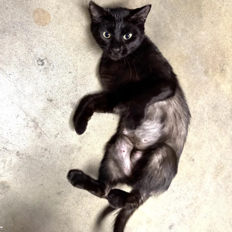 A young small-sized female Black Domestic Short Hair cat named Ava for adoption in Long Beach, CA