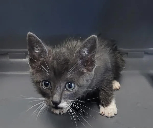 A baby small-sized male Domestic Short Hair cat named Kd for adoption in Lawrenceville, GA