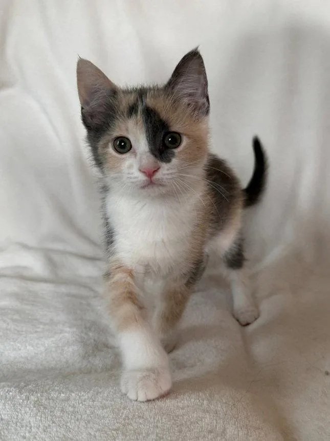 A baby medium-sized female Domestic Short Hair cat named Juju for adoption in Nashville, TN