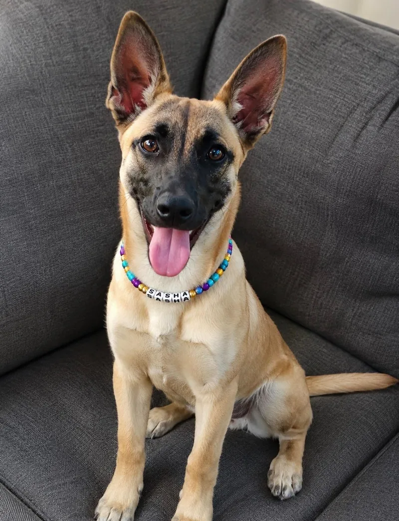 A young medium-sized female Apricot / Beige German Shepherd Dog dog named Sasha Malthi for adoption in Houston, TX