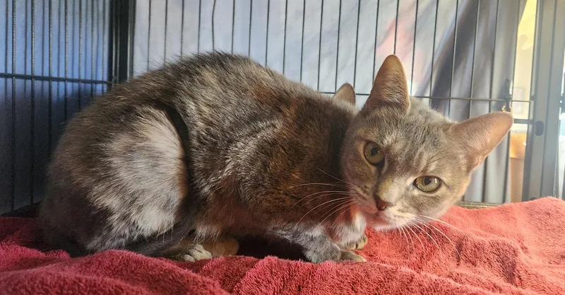 A young medium-sized female Dilute Tortoiseshell Domestic Short Hair cat named Ellie for adoption in Clayton, NJ