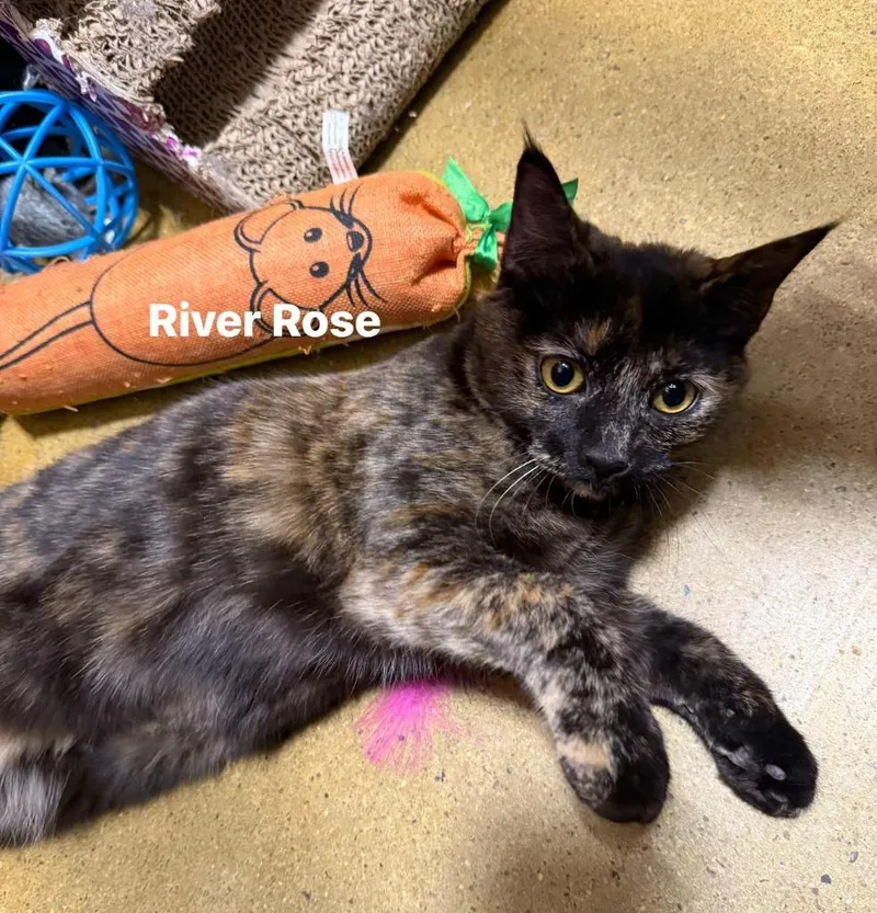 River Rose thumbnail 2