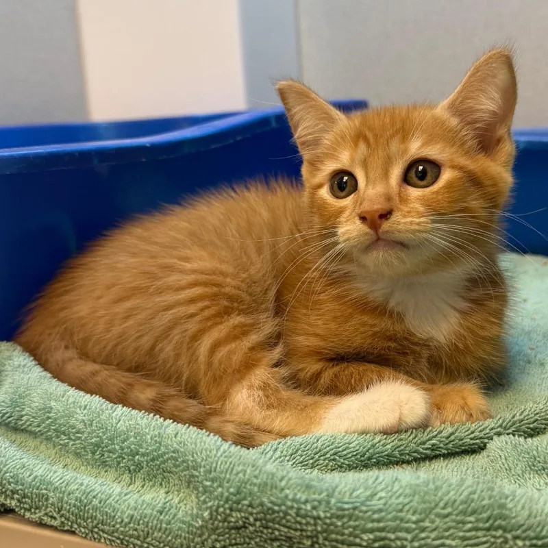 A baby small-sized female Orange / Red Domestic Short Hair cat named Chickie for adoption in Pittsburgh, PA