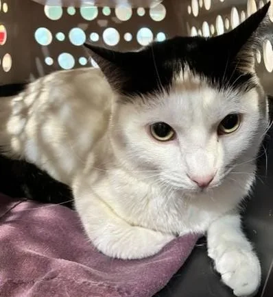 An adult small-sized male Domestic Short Hair cat named Skippity pats for adoption in Cincinnati, OH