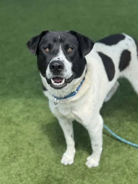 A young large-sized male Mixed Breed dog named Shaggy for adoption in Dallas, TX
