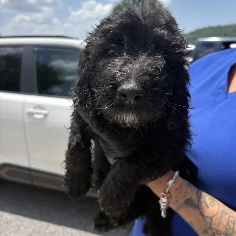 A baby large-sized female Black Poodle dog named Betty for adoption in Jefferson city, TN