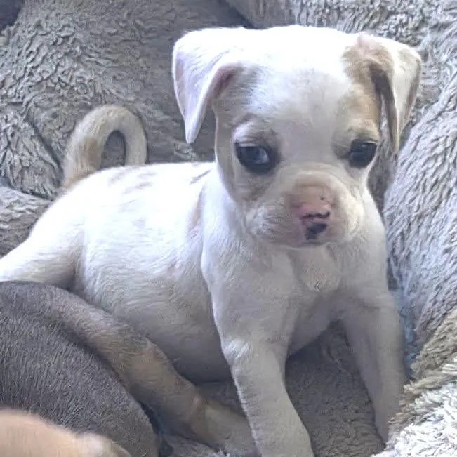 A baby small-sized male White / Cream Pug dog named Salem for adoption in Santa Fe, TX