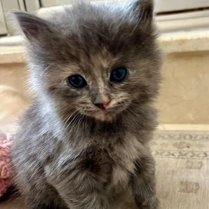 A baby small-sized female Gray / Blue / Silver Domestic Short Hair cat named Berlioz for adoption in Troy, VA
