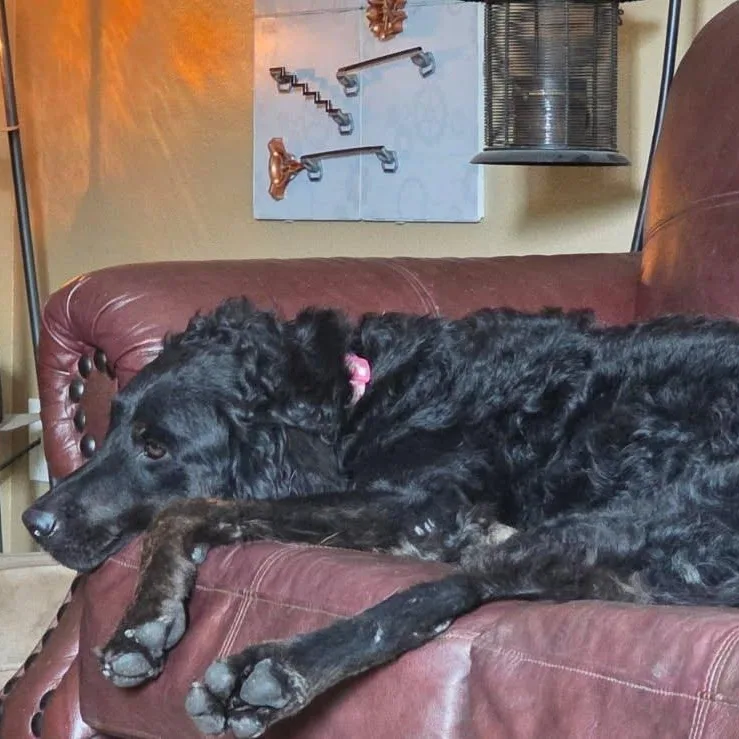 Molly thumbnail 3