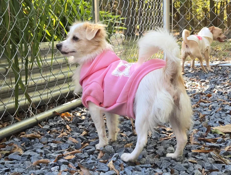 A young small-sized female Chihuahua dog named Lady Snow for adoption in Albemarle, NC