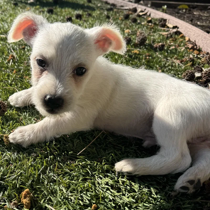 A baby small-sized male Chihuahua dog named Fiyero for adoption in Lincoln, CA