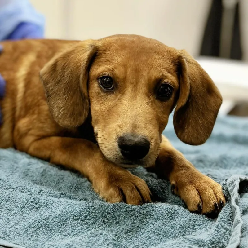 A baby small-sized male Mixed Breed dog named Loafer for adoption in Nashville, IN