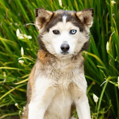 A young large-sized female Siberian Husky dog named Sherry Baby for adoption in Camarillo, CA