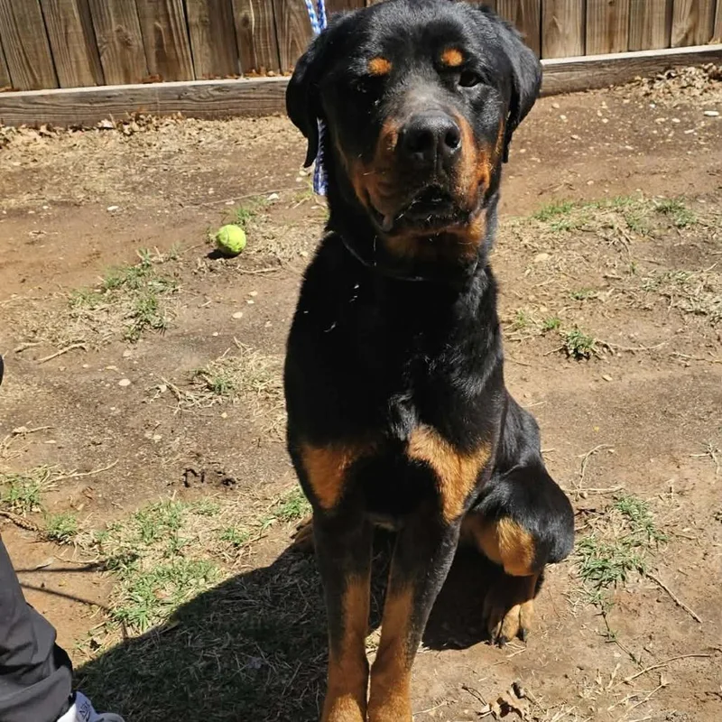 Maverick thumbnail 2