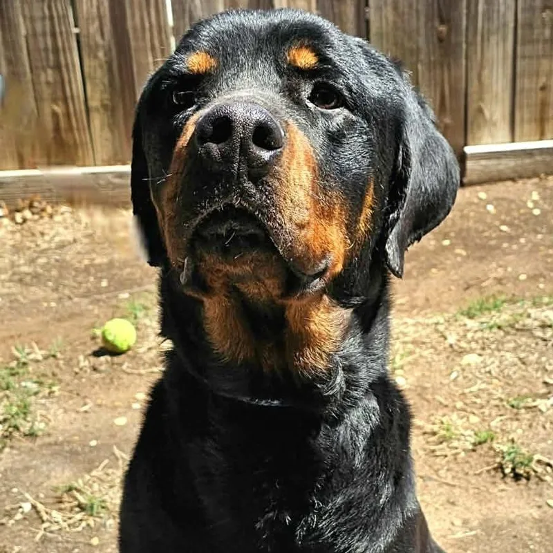 Maverick thumbnail 3