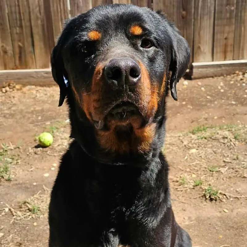 Maverick thumbnail 4